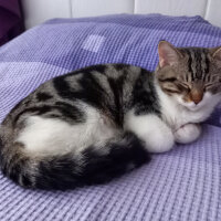 British Shorthair, Kedi  Apollo fotoğrafı