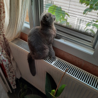 Scottish Fold, Kedi  Beny fotoğrafı