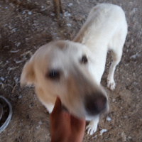 Akbaş, Köpek  Joker fotoğrafı