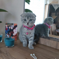 Scottish Fold, Kedi  Hera fotoğrafı