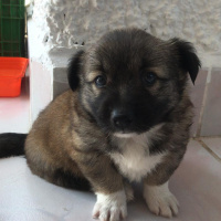 Mastiff, Köpek  Karamel fotoğrafı