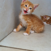 Sarman, Kedi  DÜNYA fotoğrafı