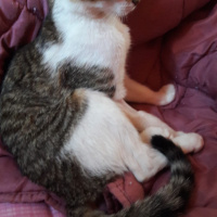 Tekir Kedi, Kedi  Lili fotoğrafı