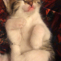 Tekir Kedi, Kedi  Lili fotoğrafı