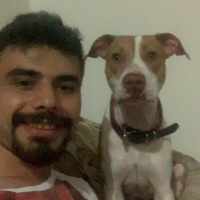 Amerikan Staffordshire Terrier, Köpek  Çaki fotoğrafı