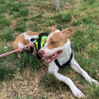 Amerikan Staffordshire Terrier, Köpek  Çaki fotoğrafı