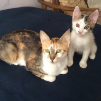 Tekir Kedi, Kedi  Abbas fotoğrafı
