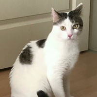 Tekir Kedi, Kedi  Abbas fotoğrafı