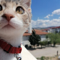 Tekir Kedi, Kedi  BALIM fotoğrafı