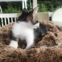 Tekir Kedi, Kedi  Badem fotoğrafı