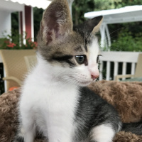 Tekir Kedi, Kedi  Badem fotoğrafı