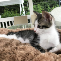 Tekir Kedi, Kedi  Badem fotoğrafı