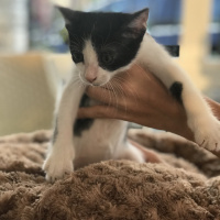 Tekir Kedi, Kedi  Benekli fotoğrafı