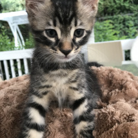 Tekir Kedi, Kedi  Rex fotoğrafı