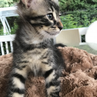 Tekir Kedi, Kedi  Rex fotoğrafı