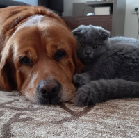 Golden Retriever, Köpek  Lokum fotoğrafı