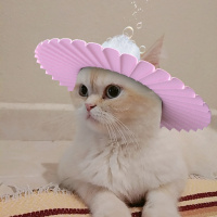 British Shorthair, Kedi  BADEM fotoğrafı