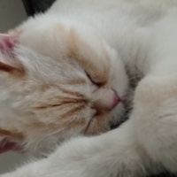 British Shorthair, Kedi  BADEM fotoğrafı