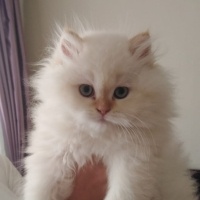 British Shorthair, Kedi  BADEM fotoğrafı