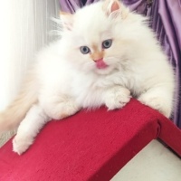 British Shorthair, Kedi  BADEM fotoğrafı
