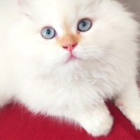 British Shorthair, Kedi  BADEM fotoğrafı