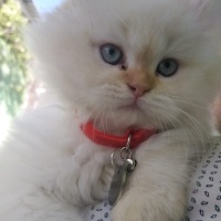 British Shorthair, Kedi  BADEM fotoğrafı