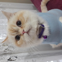 British Shorthair, Kedi  BADEM fotoğrafı