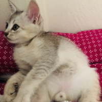 British Shorthair, Kedi  Pamuk fotoğrafı