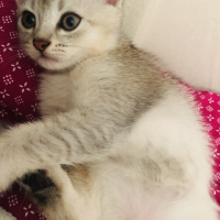 British Shorthair, Kedi  Pamuk fotoğrafı