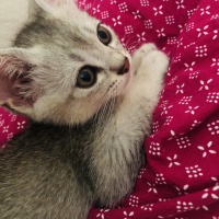 British Shorthair, Kedi  Pamuk fotoğrafı