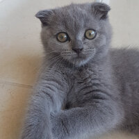 Scottish Fold, Kedi  Lucky fotoğrafı