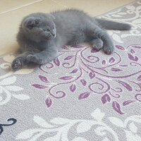 Scottish Fold, Kedi  Lucky fotoğrafı