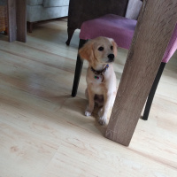 Amerikan Cocker Spaniel, Köpek  Togo fotoğrafı