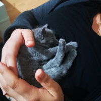 Scottish Fold, Kedi  Limon fotoğrafı