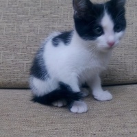 Tekir Kedi, Kedi  Minik fotoğrafı