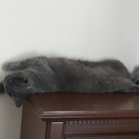 Scottish Fold, Kedi  Apollo fotoğrafı