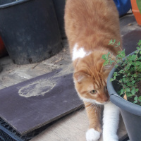 Sarman, Kedi  Miya fotoğrafı