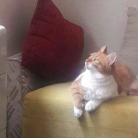 Sarman, Kedi  Miya fotoğrafı