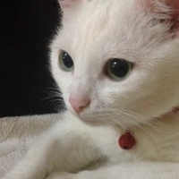 Ankara Kedisi, Kedi  Aşkım fotoğrafı