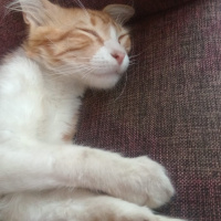 Tekir Kedi, Kedi  Şiva fotoğrafı