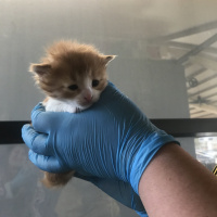 Tekir Kedi, Kedi  Şiva fotoğrafı