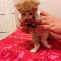 Tekir Kedi, Kedi  Şiva fotoğrafı