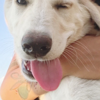 Golden Retriever, Köpek  Pandora fotoğrafı