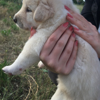 Golden Retriever, Köpek  Pandora fotoğrafı