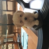 Maltese, Köpek  Pire fotoğrafı