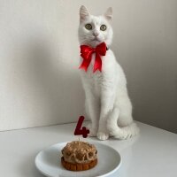 Ankara Kedisi, Kedi  Luna fotoğrafı