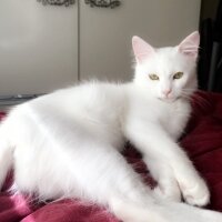 Ankara Kedisi, Kedi  Alice fotoğrafı