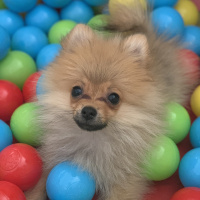 Pomeranyalı, Köpek  Molly fotoğrafı