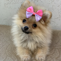Pomeranyalı, Köpek  Molly fotoğrafı