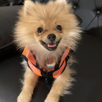 Pomeranyalı, Köpek  Molly fotoğrafı